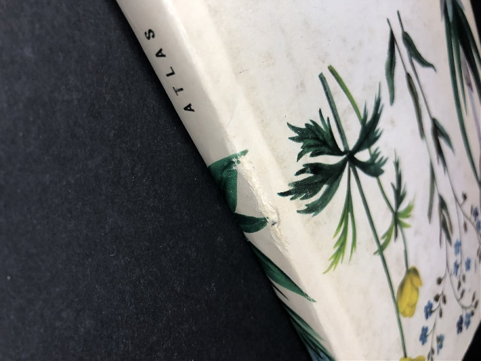 Rośliny tatrzańskie