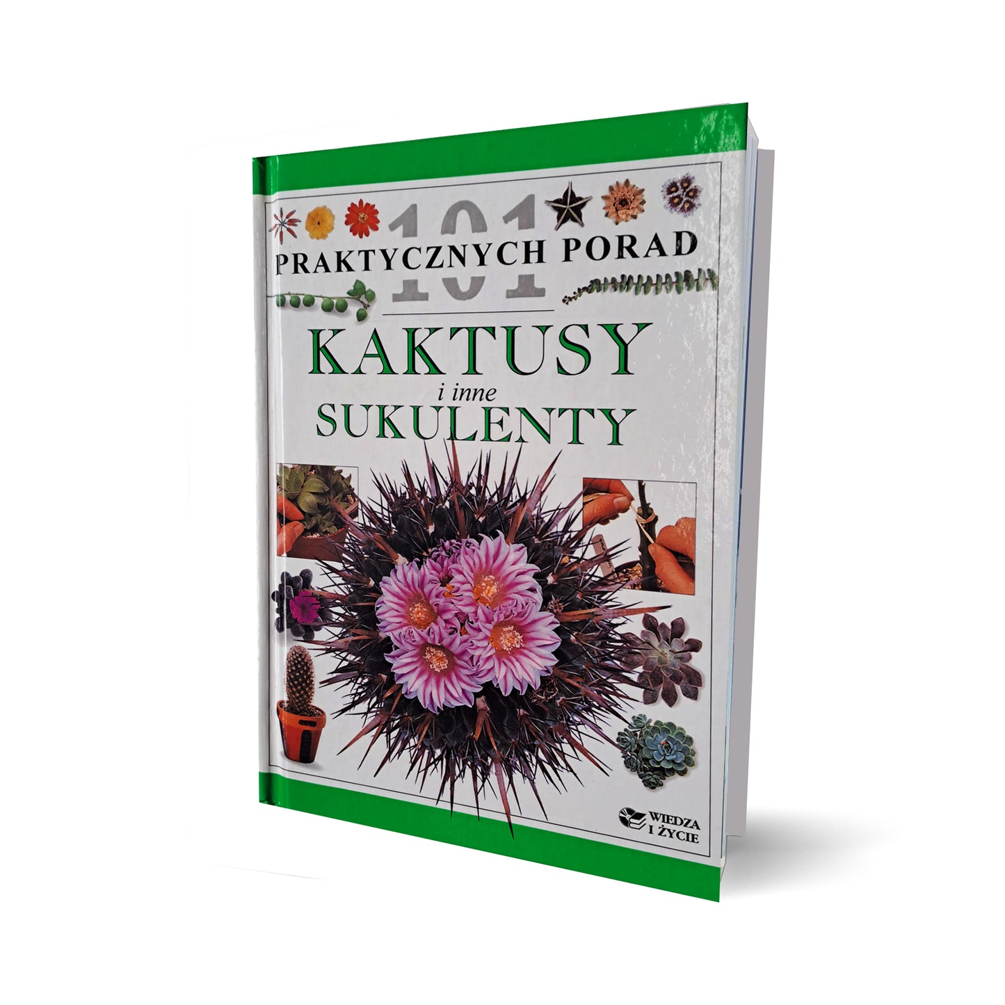 Kaktusy i inne sukulenty. 101 praktycznych porad